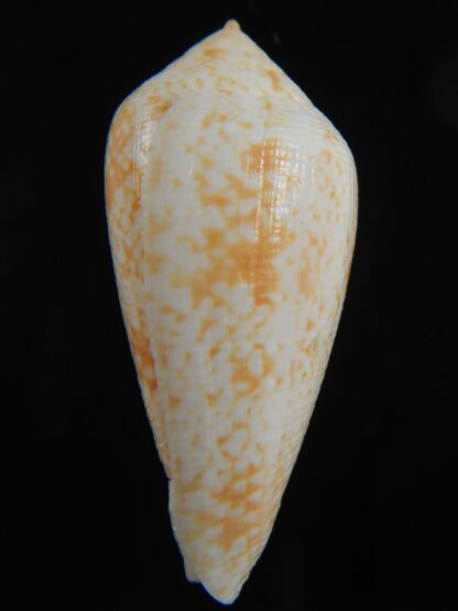 Floraconus cocceus 46.57 mm Gem -70943