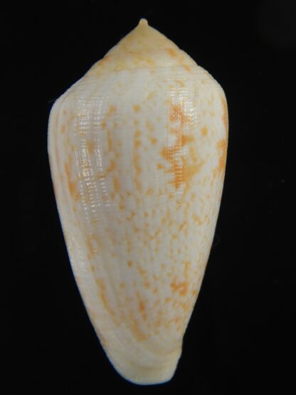 Floraconus cocceus 50.26 mm Gem-70952