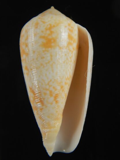 Floraconus cocceus 50.26 mm Gem-70953