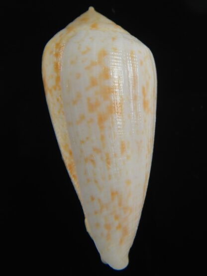 Floraconus cocceus 50.26 mm Gem-70954