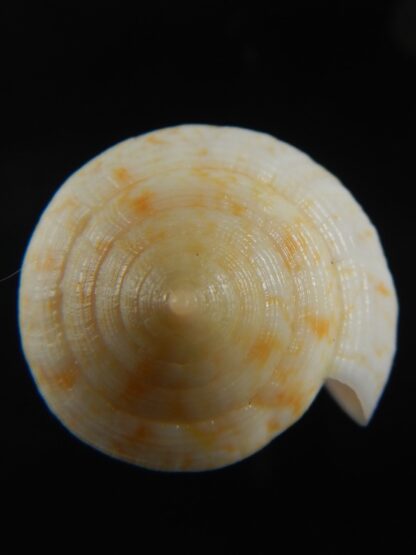 Floraconus cocceus 50.26 mm Gem-70955