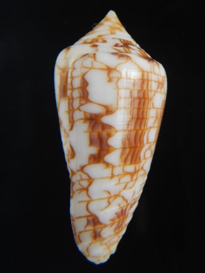 Conasprella (Ximeniconus) lucida 39.64 mm Gem-70929