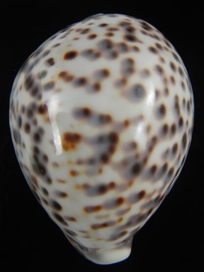 Cypraea tigris pardalis 86.83 mm Gem-71132