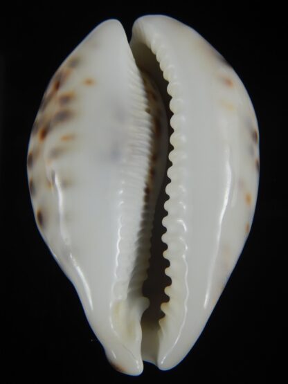 Cypraea tigris pardalis 86.83 mm Gem-71133