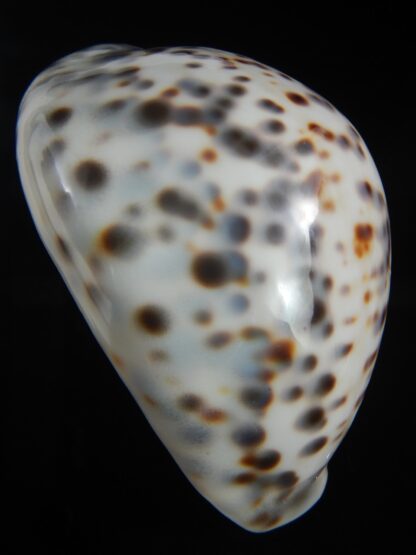 Cypraea tigris pardalis 86.83 mm Gem-71136