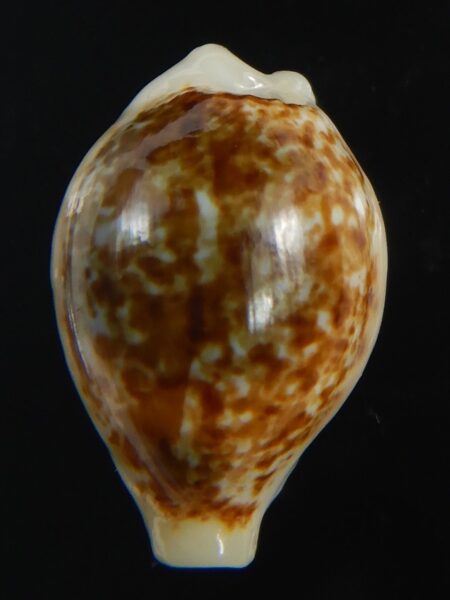 Eclogavena dayritiana dani .. DARK ... 21.63 mm Gem -71591