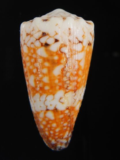 Conus cuyoensis .. Orange ...42.40 mm F+++/Gem -71335