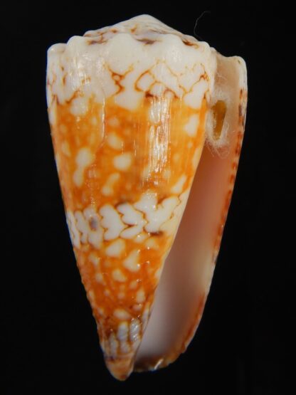Conus cuyoensis .. Orange ...42.40 mm F+++/Gem -71332