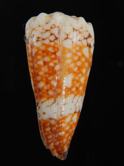 Conus cuyoensis .. Orange ...42.40 mm F+++/Gem -71333