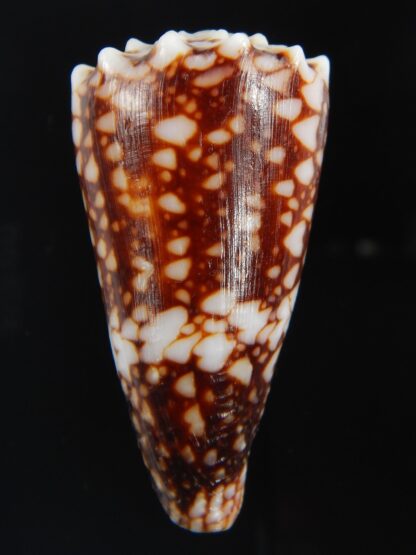 Conus cuyoensis ... SP colour ... 46.92 mm Gem-71321