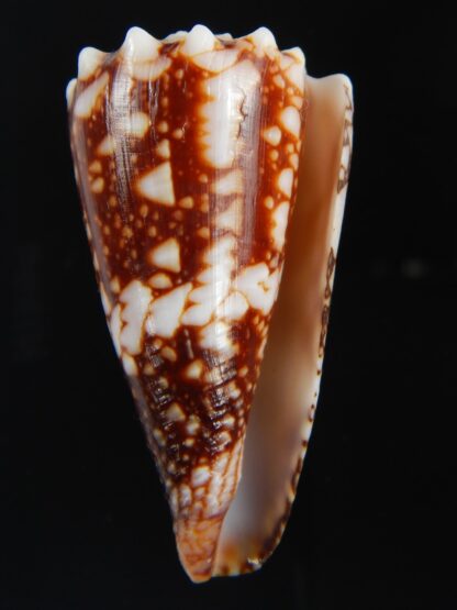 Conus cuyoensis ... SP colour ... 46.92 mm Gem-71322