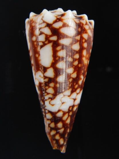Conus cuyoensis ... SP colour ... 46.92 mm Gem-71324
