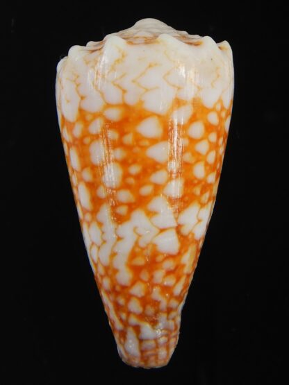 Conus vidua mozoii 35.68 mm Gem-71362