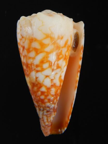 Conus vidua mozoii 35.68 mm Gem-71364