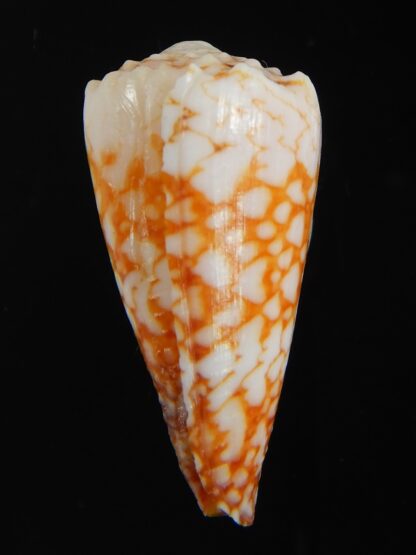 Conus vidua mozoii 35.68 mm Gem-71365