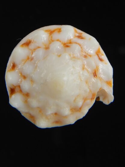 Conus vidua mozoii 35.68 mm Gem-71363