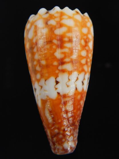 Conus cuyoensis .. Orange ...45.80 mm Gem-71352