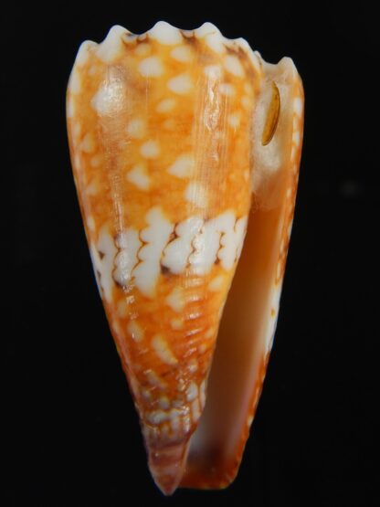 Conus cuyoensis .. Orange ...45.80 mm Gem-71353
