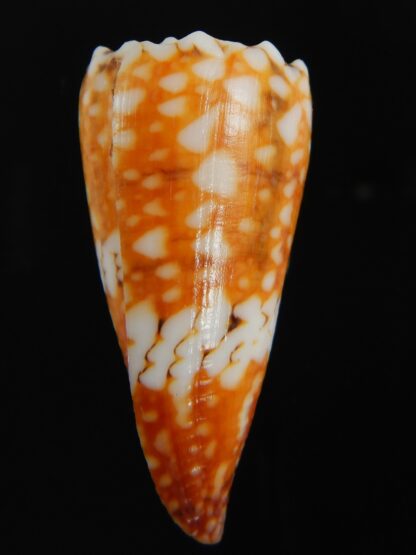 Conus cuyoensis .. Orange ...45.80 mm Gem-71355