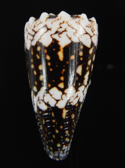 Conus cuyoensis .. Black ... 45.57 mm Gem-71342
