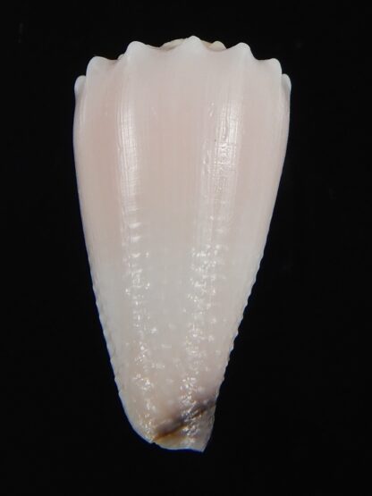 Conus cuyoensis ... ALBINO ... 32.57 mm Gem-71313