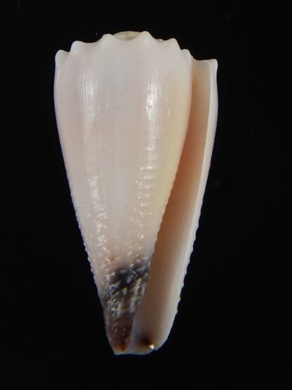 Conus cuyoensis ... ALBINO ... 32.57 mm Gem-71314