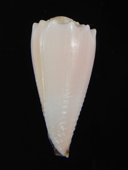 Conus cuyoensis ... ALBINO ... 32.57 mm Gem-71312