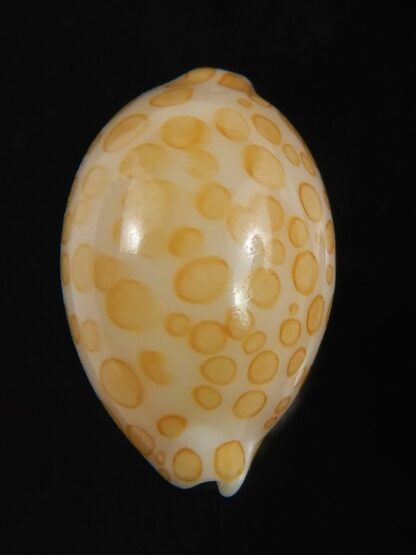 Annepona mariae .. Tuamotu... 13.80 mm Gem-71802