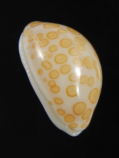 Annepona mariae .. Tuamotu... 13.80 mm Gem-71804