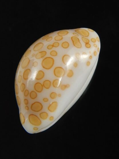 Annepona mariae .. Tuamotu... 13.80 mm Gem-71801