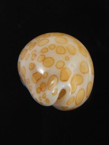 Annepona mariae .. Tuamotu... 13.80 mm Gem-71800