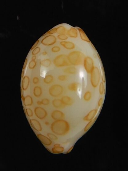 Annepona mariae .. Kwajalein... 11.85 mm Gem -71768