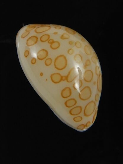 Annepona mariae .. Kwajalein... 11.85 mm Gem -71767