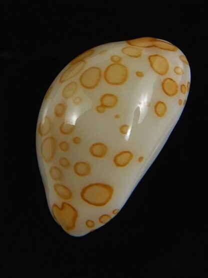 Annepona mariae .. Kwajalein... 11.85 mm Gem -71770