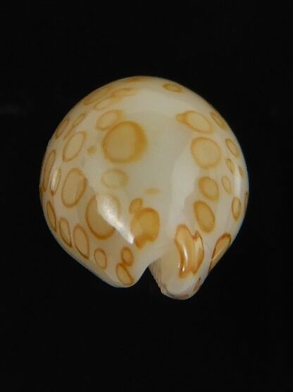 Annepona mariae .. Kwajalein... 11.85 mm Gem -71769