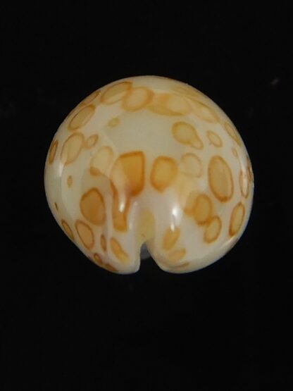 Annepona mariae .. Kwajalein... 11.85 mm Gem -71766