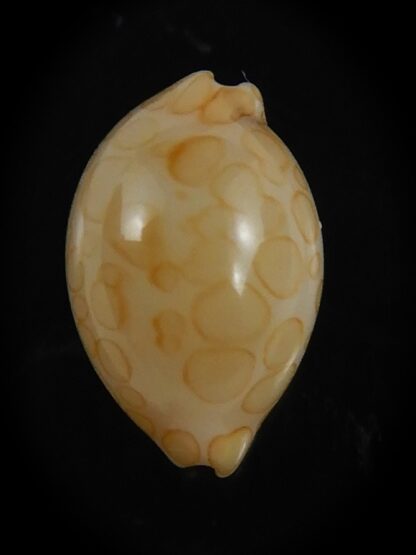 Annepona mariae .. Kwajalein... 11.21 mm Gem-71738