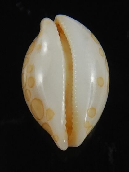 Annepona mariae .. Kwajalein... 11.21 mm Gem-71741