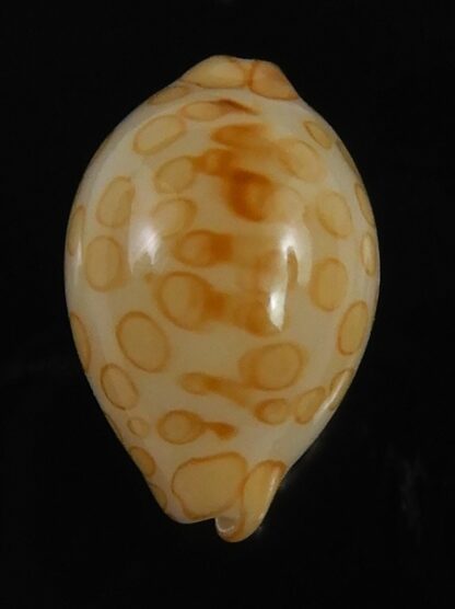 Annepona mariae .. Kwajalein... 11.23 mm Gem-71750