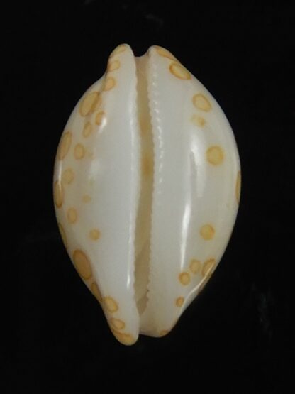 Annepona mariae .. Kwajalein... 11.23 mm Gem-71751