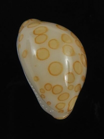 Annepona mariae .. Kwajalein... 11.23 mm Gem-71753