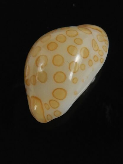 Annepona mariae .. Kwajalein... 11.23 mm Gem-71755