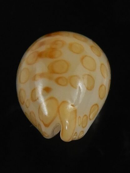 Annepona mariae .. Kwajalein... 11.23 mm Gem-71754