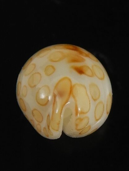 Annepona mariae .. Kwajalein... 11.23 mm Gem-71756