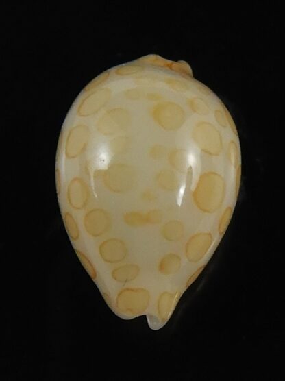 Annepona mariae .. Kwajalein... 10.25 mm Gem-71722