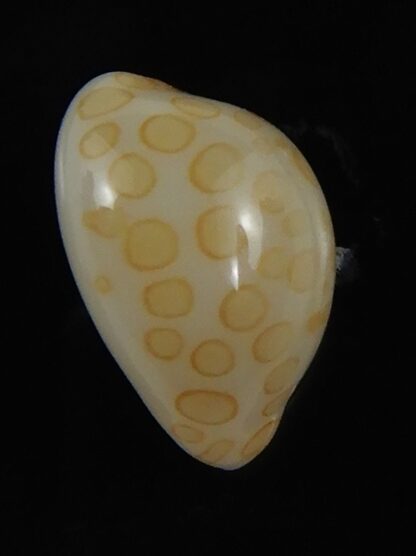 Annepona mariae .. Kwajalein... 10.25 mm Gem-71728