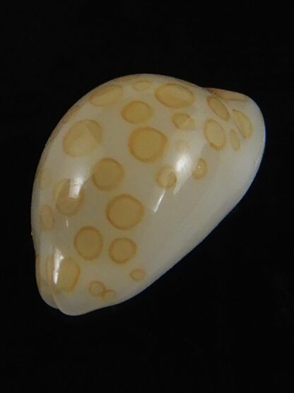 Annepona mariae .. Kwajalein... 10.25 mm Gem-71723