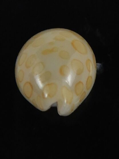 Annepona mariae .. Kwajalein... 10.25 mm Gem-71726