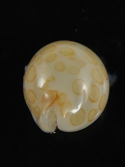 Annepona mariae .. Kwajalein... 10.25 mm Gem-71725