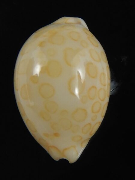 Annepona mariae .. New Caled.... 14.95 mm Gem-71778